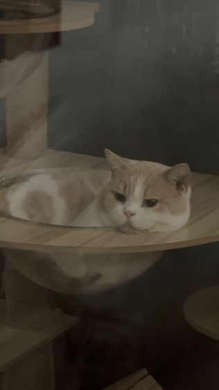 หนุ่มบริติช3ขวบ มีใบเพ๊ด ทำหมันแล้ว