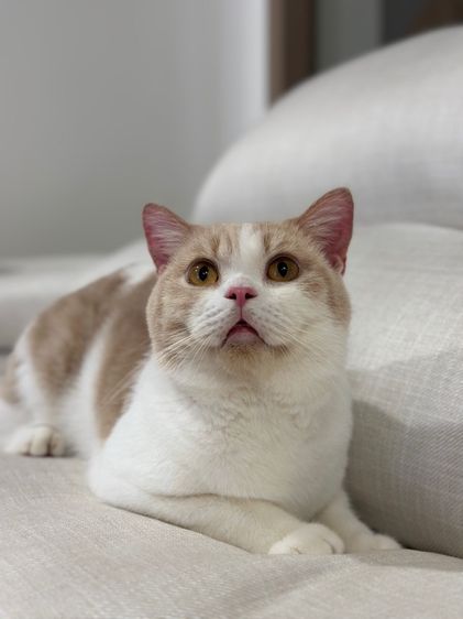 หนุ่มบริติช3ขวบ มีใบเพ๊ด ทำหมันแล้ว รูปที่ 12