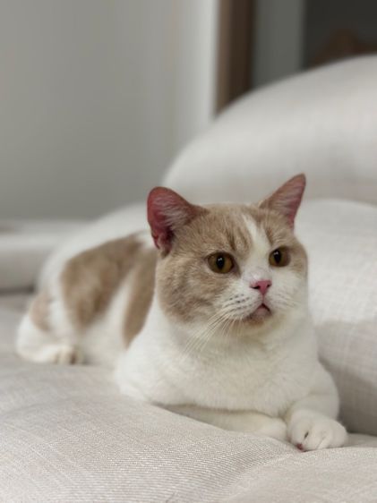 หนุ่มบริติช3ขวบ มีใบเพ๊ด ทำหมันแล้ว รูปที่ 11