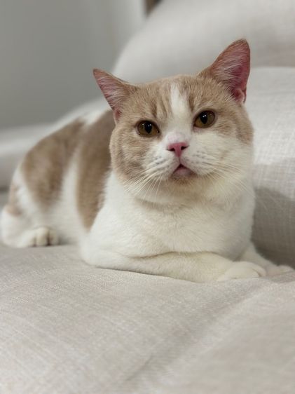 หนุ่มบริติช3ขวบ มีใบเพ๊ด ทำหมันแล้ว รูปที่ 6