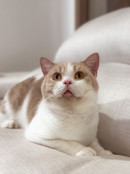 หนุ่มบริติช3ขวบ มีใบเพ๊ด ทำหมันแล้ว รูปที่ 9