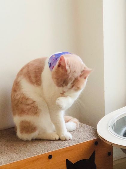 หนุ่มบริติช3ขวบ มีใบเพ๊ด ทำหมันแล้ว รูปที่ 2