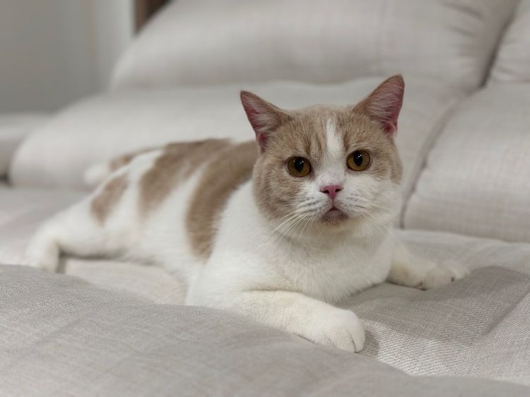 หนุ่มบริติช3ขวบ มีใบเพ๊ด ทำหมันแล้ว รูปที่ 3