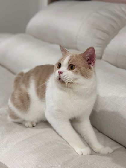 หนุ่มบริติช3ขวบ มีใบเพ๊ด ทำหมันแล้ว รูปที่ 4