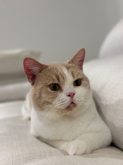 หนุ่มบริติช3ขวบ มีใบเพ๊ด ทำหมันแล้ว รูปที่ 10