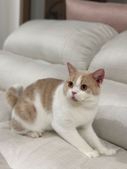 หนุ่มบริติช3ขวบ มีใบเพ๊ด ทำหมันแล้ว รูปที่ 7