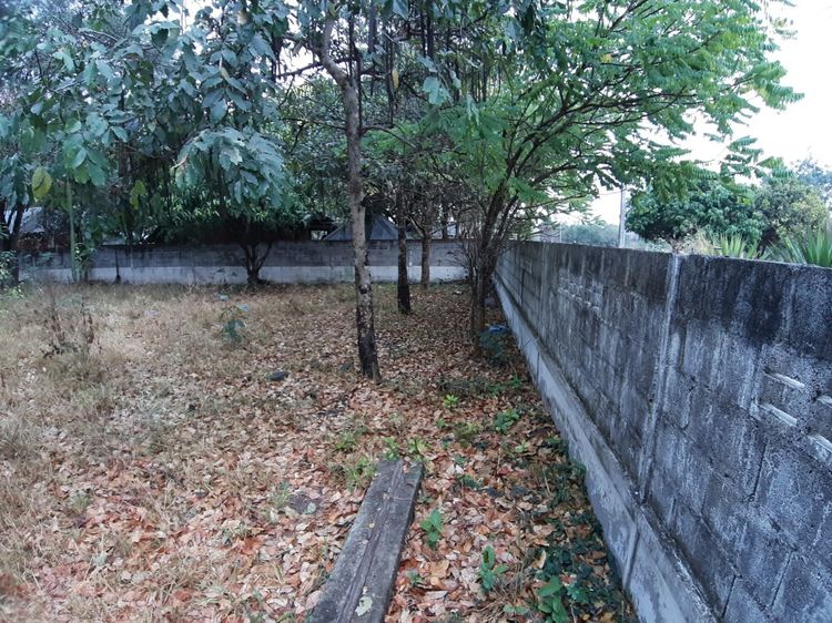 ขายที่ดินเปล่าสวย 200 ตร.วา อ.ปากช่อง อยู่ในชุมชน ริมถนนบายพาสปากช่อง-โคราช เหมาะปลูกบ้านหรือทำบ้านเช่า อพาร์ทเม้นท์ ราคา 850,000 รูปที่ 2