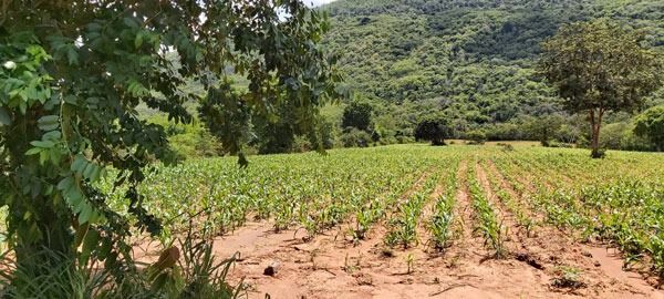 ขายที่ดินเปล่า 5 ไร่  วิวสวยติดเขาพริก ตรงข้ามเขายายเที่ยง เหมาะทำรีสอร์ท เกษตรพอเพียง 400,000 บาทต่อไร่  รูปที่ 4