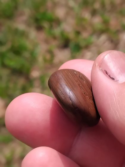 คตไม้ ขนาดกลาง เนื้อเป็นหิน ผิวแห้ง มันเงา มีน้ำหนัก เป็นของกายสิทธิ์ที่มีอิทธิฤทธิ์เกรียงไกร ใน 100 1000 ปี จึงจะเกิดขึ้นมาสักต้นหนึ่ง เกิด รูปที่ 5