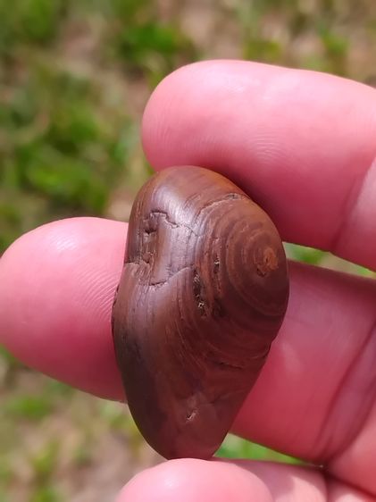 คตไม้ ขนาดกลาง เนื้อเป็นหิน ผิวแห้ง มันเงา มีน้ำหนัก เป็นของกายสิทธิ์ที่มีอิทธิฤทธิ์เกรียงไกร ใน 100 1000 ปี จึงจะเกิดขึ้นมาสักต้นหนึ่ง เกิด รูปที่ 4