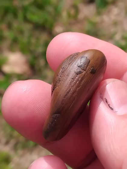 คตไม้ ขนาดกลาง เนื้อเป็นหิน ผิวแห้ง มันเงา มีน้ำหนัก เป็นของกายสิทธิ์ที่มีอิทธิฤทธิ์เกรียงไกร ใน 100 1000 ปี จึงจะเกิดขึ้นมาสักต้นหนึ่ง เกิด รูปที่ 3