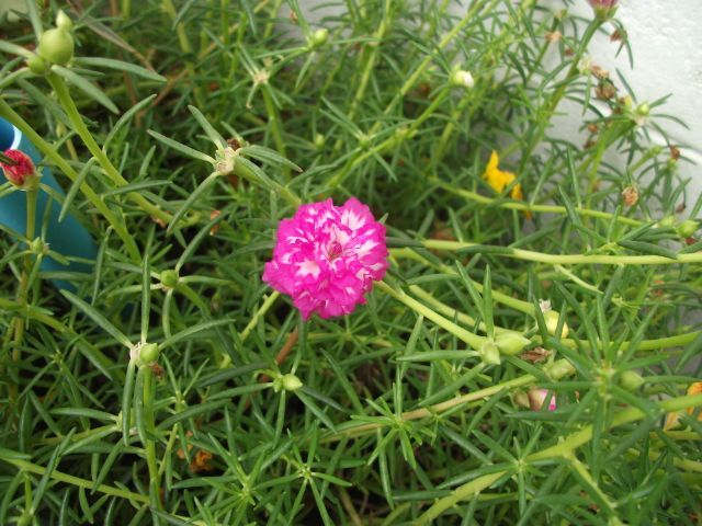 กล้องถ่ายรูป FUJIFILM AV110 FinePix รูปที่ 8