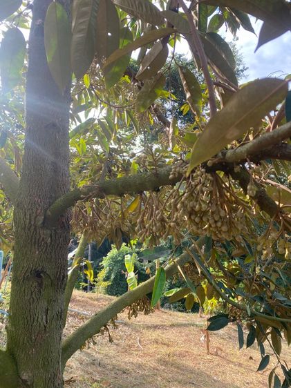 ที่ดินพร้อมสวนทุเรียน50 และ20 ไร่ รูปที่ 2