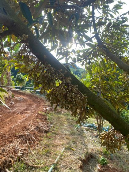 ที่ดินพร้อมสวนทุเรียน50 และ20 ไร่