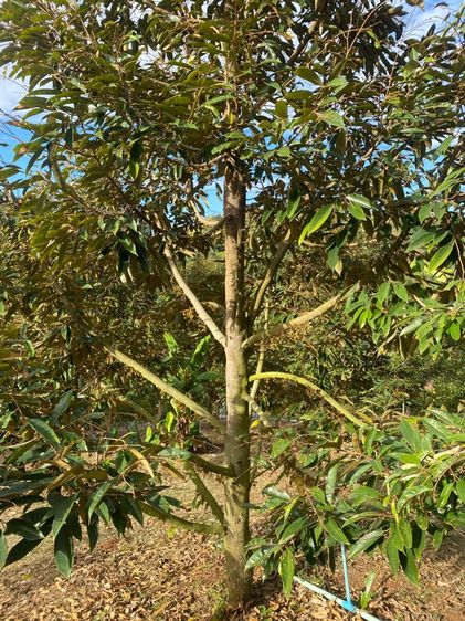 ที่ดินพร้อมสวนทุเรียน50 และ20 ไร่ รูปที่ 3