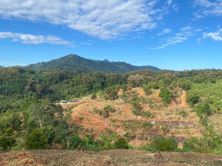 ที่ดินพร้อมสวนทุเรียน50 และ20 ไร่ รูปที่ 4