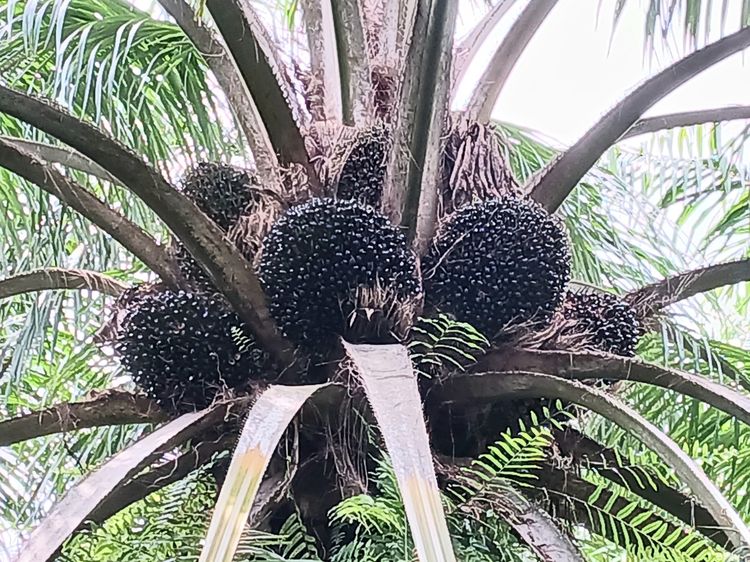 ขายสวนปาล์มน้ำมันและยางพาราโฉนด 25 ไร่ ใกล้หาดทุ่งวัวแล่นเพียง 5 นาที ต.สะพลี ปะทิว ชุมพร