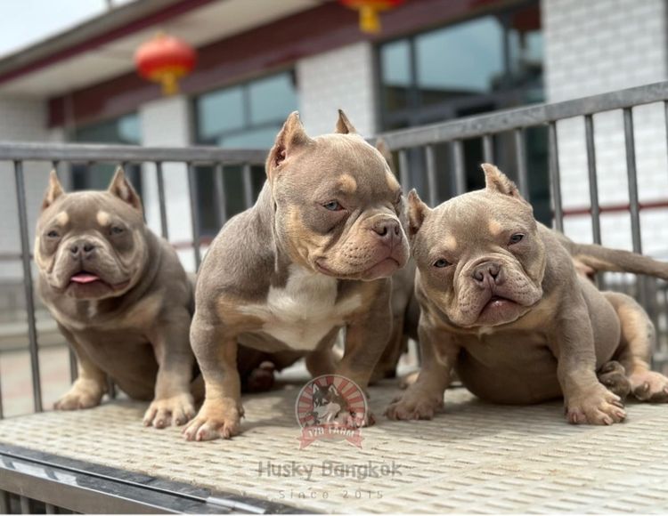 สุนัขสายพันธุ์บลูลี่นำเข้า รูปที่ 4