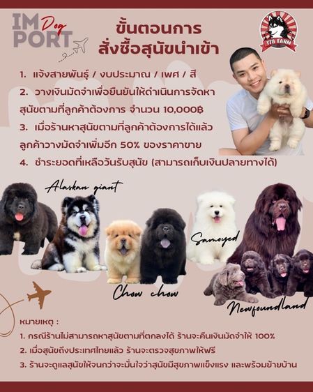สุนัขสายพันธุ์บลูลี่นำเข้า รูปที่ 5