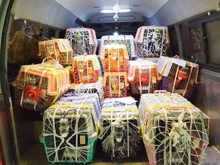 สุนัขสายพันธุ์บลูลี่นำเข้า รูปที่ 14