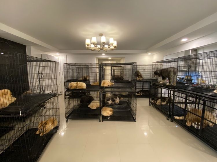 สุนัขสายพันธุ์บลูลี่นำเข้า รูปที่ 13