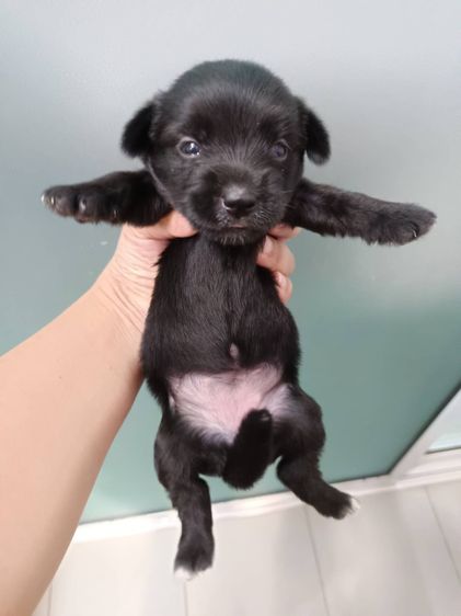 ลูกชิวาวาผสมชิสุ