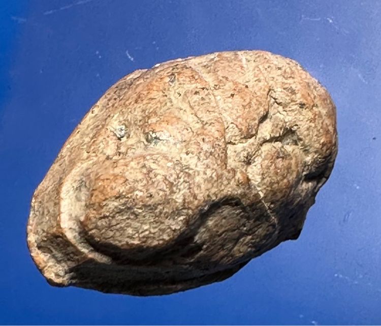 กุมานทองดูดรก เนื้อดินล.พ.แช่ม วัดตาก้อง รูปที่ 11