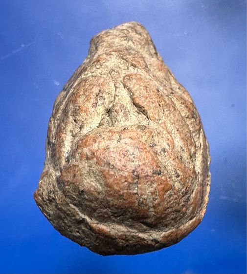 กุมานทองดูดรก เนื้อดินล.พ.แช่ม วัดตาก้อง รูปที่ 10