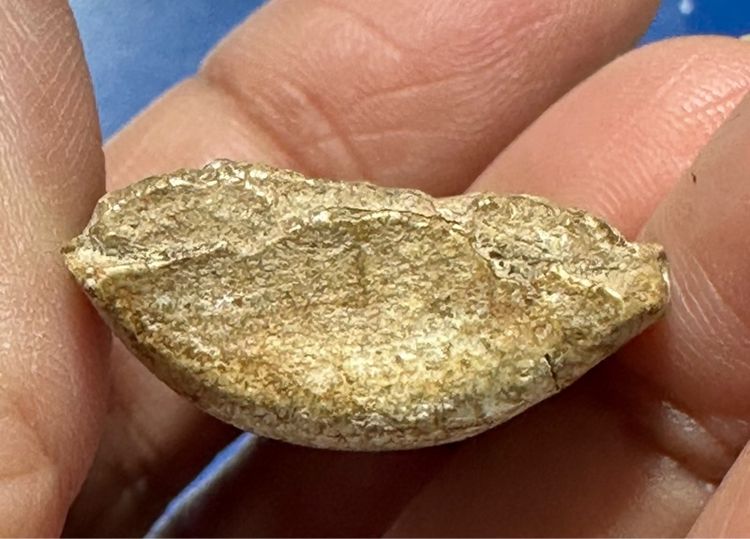 🙏 พระจุฬามณีพิมพ์นิยมหน้าฤาษ๊หลังนาง ผ่านการใช้ 🙏พระผงพิมพ์หลวงพ่อโต ล.ป.ชู วัดนาคปรก องค์ละ1550 รูปที่ 13