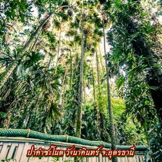 เหรียญวิรูปักโขศรีสุทโธนาคราช รุ่นมหาเศรษฐี60 เนื้อทองแดงผิวไฟขนาด 2.5 ซม. รูปที่ 9