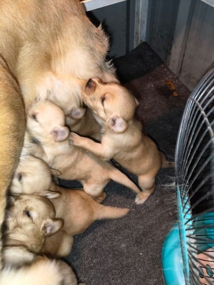 เปิดจองลูกสุนัขสายพันธุ์โกเดิ้ลลูกสุนัขเพิ่งได้1สัปดาห์