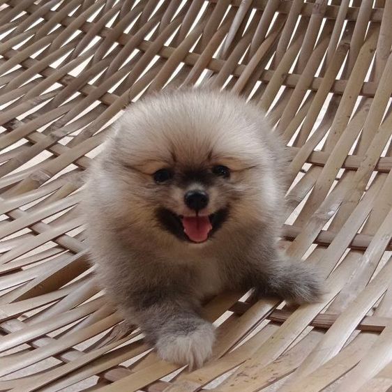 ปอมแท้เพศหญิง