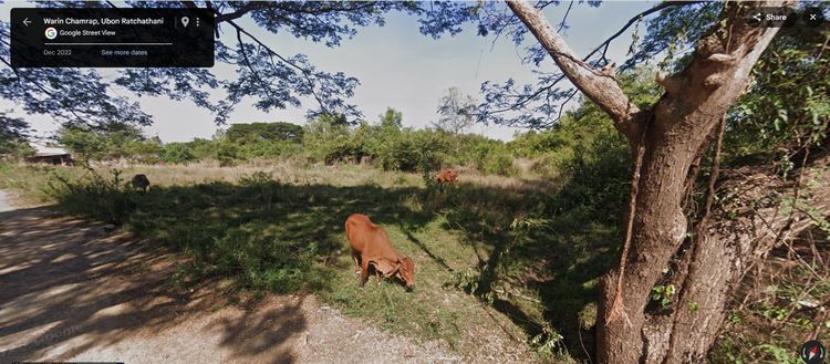 ขายที่ดินเปล่าทำเลดี ไม่เคยน้ำท่วม เมืองวารินชำราบ วิวแม่น้ำมูล จ.อุบลฯ รูปที่ 4