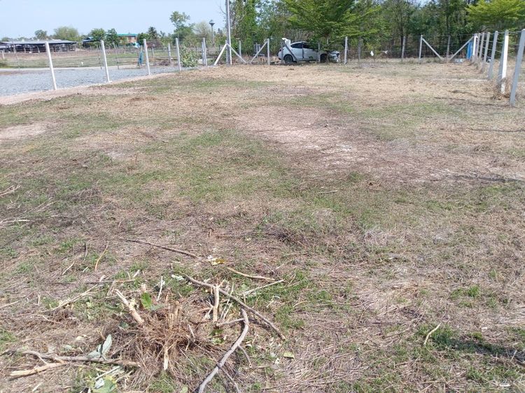 ขายด่วน ที่ดิน ต.สระกระโจม อ.ดอนเจดีย์ รูปที่ 4