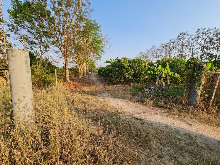 ที่ดิน สวนลำไย ต้นสัก ใกล้วัดจักรคำภิมุข รูปที่ 4