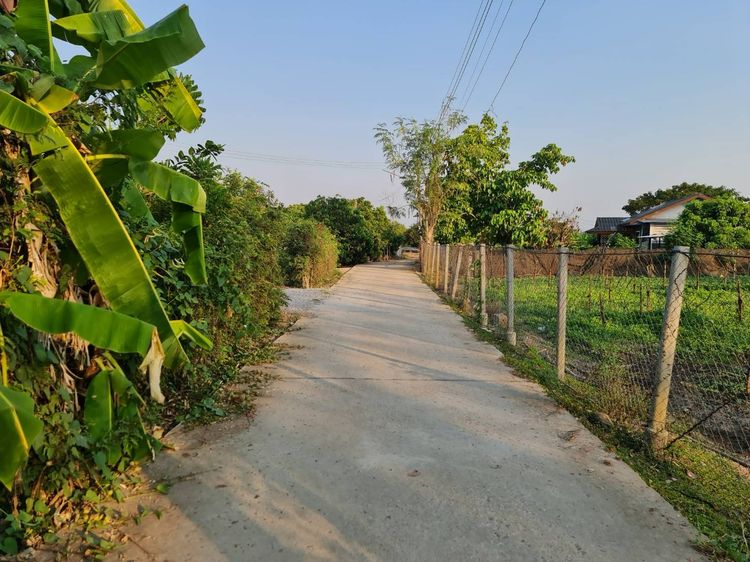 ที่ดิน สวนลำไย ต้นสัก ใกล้วัดจักรคำภิมุข รูปที่ 2