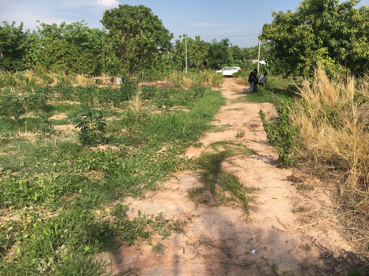 ขายที่ดิน จังหวัดพิษณุโลก อำเภอ วังทอง ทางไป อำเภอ เนินมะปราง 0898251551 รูปที่ 4