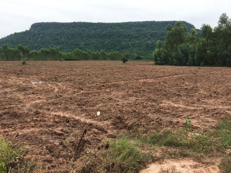 ขายที่ดิน จังหวัดพิษณุโลก อำเภอ วังทอง ทางไป อำเภอ เนินมะปราง 0898251551 รูปที่ 3