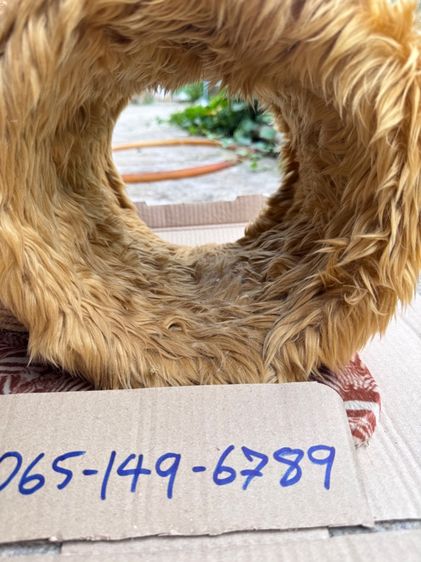 คอนโดน้องแมว  รูปที่ 4