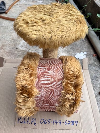 คอนโดน้องแมว  รูปที่ 6