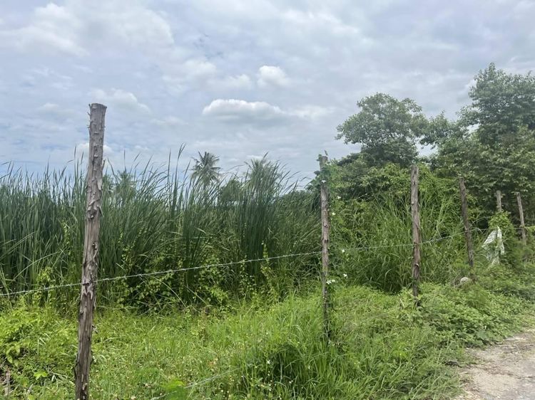 ขายที่ดิน 40 ไร่ในแขวงแสนแสบ เขตมีนบุรี รูปที่ 4