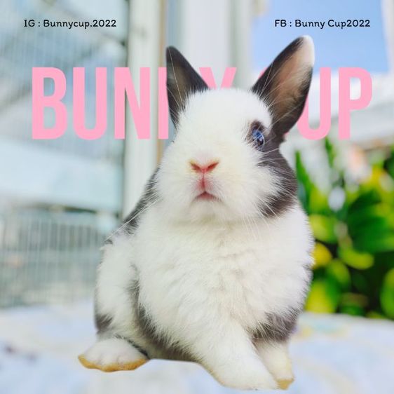 กระต่าย ND รูปที่ 6