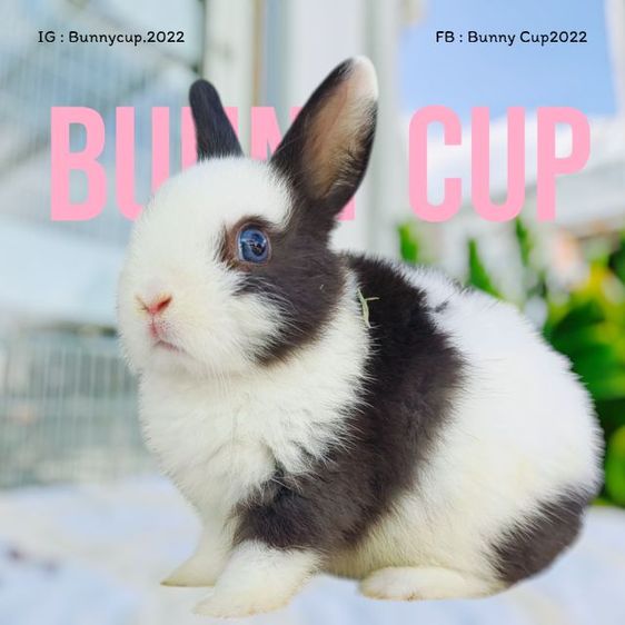 กระต่าย ND รูปที่ 2