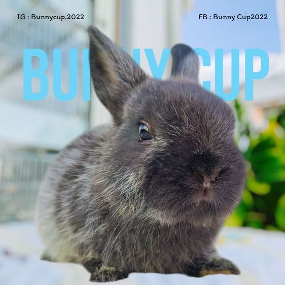 กระต่าย ND รูปที่ 3