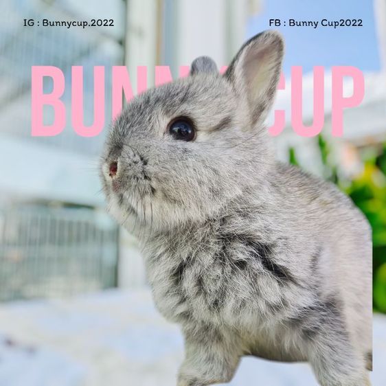 กระต่าย ND รูปที่ 7