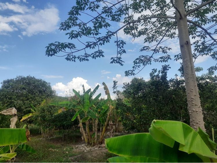 ขายสวนลิ้นจี่ จ.น่าน รูปที่ 3