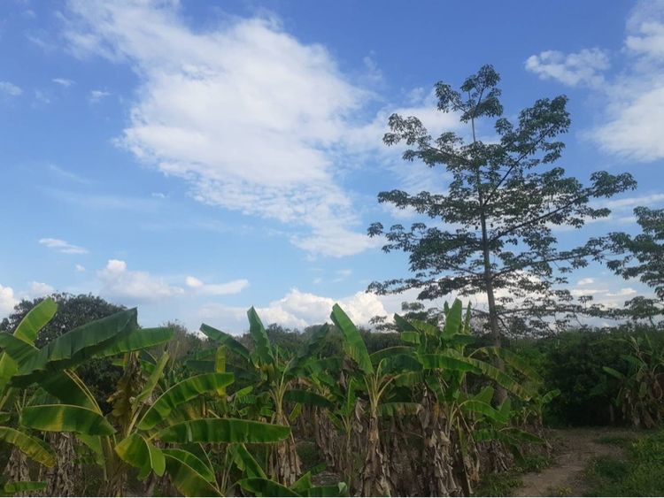 ขายสวนลิ้นจี่ จ.น่าน รูปที่ 4