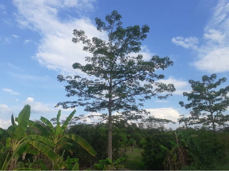 ขายสวนลิ้นจี่ จ.น่าน รูปที่ 2