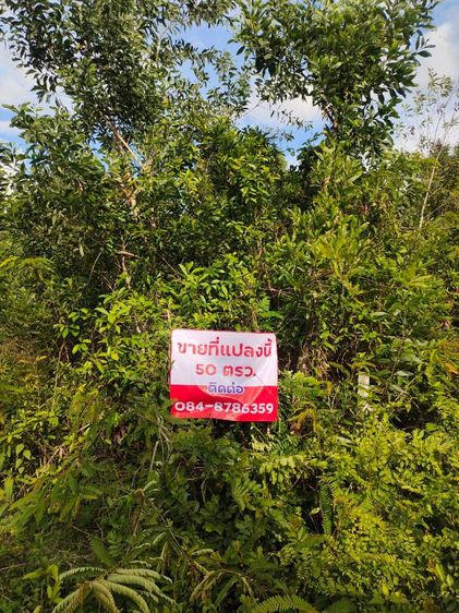 ขายที่ดิน2หัอง รูปที่ 2