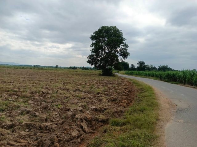 ที่ดินเปล่าจรเข้เผือก